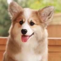 Corgi Heaven Society(@Corgi_Lover7) 's Twitter Profile Photo