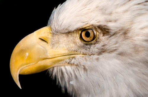 Flight4Freedom's profile picture. truth seeker, freedom fighter, peace lover, constitutionalist! Restore America #PresidentPaul