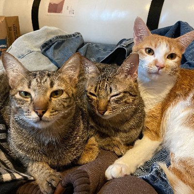 just3sillycats Profile Picture