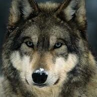 The Wolf โ (@thebarrennorth) 's Twitter Profile Photo The Wolf โ (@thebarrennorth) 's Twitter Profile Photo