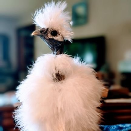 turkalurk417405's profile picture. 