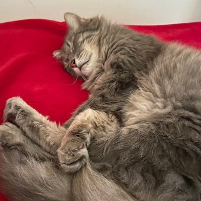 mrteden's profile picture. treat people with kindness 🕸🦎🌱🌙🏎️🌧🧃🧘🏻‍♀️🎨🏞📚♊️