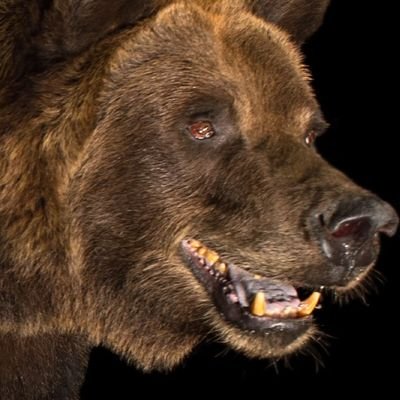 grizzlyp72 Profile Picture