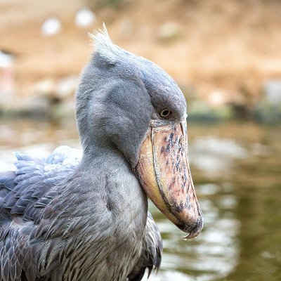 rekking's profile picture. 名古屋在住。音楽が好きです🎧　音源はCDで持っていたいタイプ💿
人混みは苦手ですが、ライブハウスだけは大丈夫。