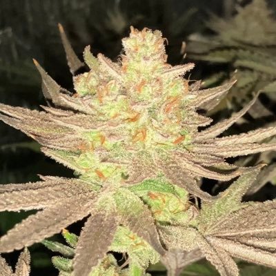 AC Infinity, Humboldt Seed Co, TH Seeds, Anesia Seeds, Royal Queen Seeds, Ventana Plant Science, Stash Blend, Fox Farm Ocean Forest, S&B Mighty