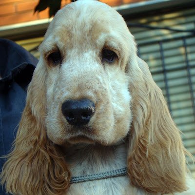 BozzoloSan99264's profile picture. 