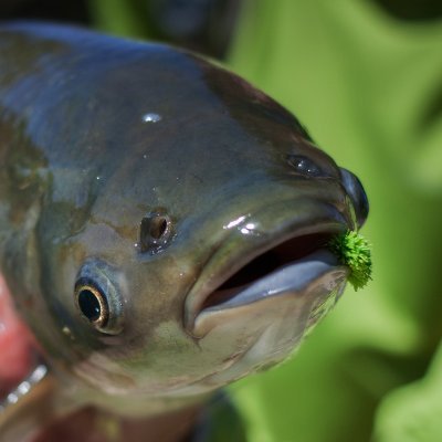 porplord's profile picture. 23 | vm animator