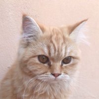 Atheer💫 (@l10wq) Twitter profile photo