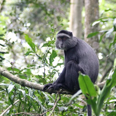 Blending field ecology & data synthesis to study the effects of human activity on large mammals @UBC