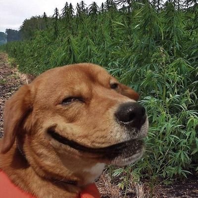 loose_bear's profile picture. every new day new $