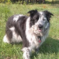 ScoutCowDog (@ak2030ak) 's Twitter Profile Photo ScoutCowDog (@ak2030ak) 's Twitter Profile Photo