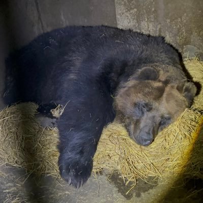 北海道でエゾヒグマのみを飼育しているベア・マウンテンの公式Twitterです。当園に関する情報やヒグマの日常を発信していきます。※ただいま休園中