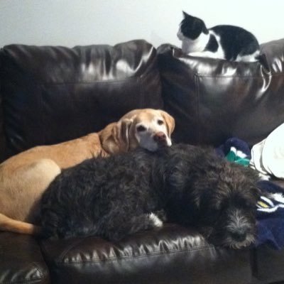 Dukesirish's profile picture. Love thee Notre Dame, and my rescues: