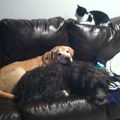 Love thee Notre Dame, my rescues: Duke, Seamus & Eloise, #votedJoe4Pres