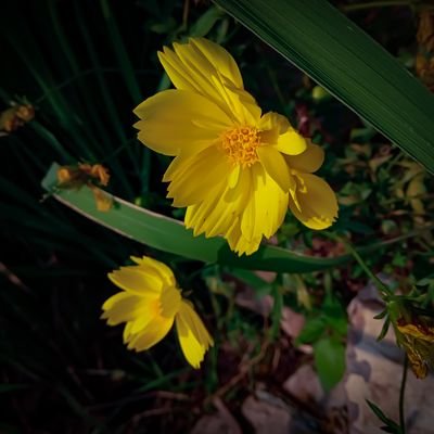 ReffFlo's profile picture. Your daily dose of nonsense