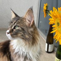 Hongfei Ji, PhD (@jhongfei) 's Twitter Profile