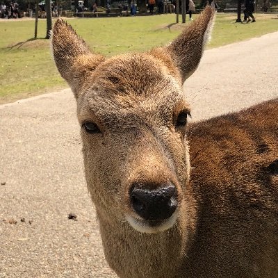 反グローバリスト。Facebook に「日本が人口データを改竄して超過死亡を過小報告してる」と証拠出して上げたら、言論弾圧(西側の皆様お馴染み各種嫌がらせ)を受けるようになりました。集団ストーカーも(米国C⚫️Aが市民を標的に兵器実験してたように)国がやってる可能性有りと見てます。
本垢は@YoloKonde19yo