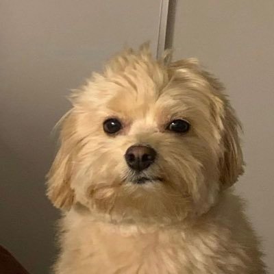 amxndasofia's profile picture. new account @mxndysofia