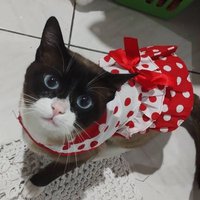 Tô de Olho em Tudo (@toolhando2023) 's Twitter Profile