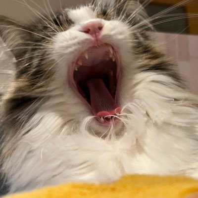 猫のびびのあかうんと🐈 2022.03.30爆誕👶🏻 ノルウェージャンフォレストキャット 女の子 NorwegianForestCat 元気で健康に楽しく長生きする❣️