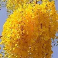 hera_hena's profile picture. промоутер