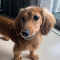 ラテ⭐︎犬のいる暮らし(@kaninhen325) 's Twitter Profileg