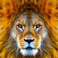 serge leria 🇫🇷🕷️🦁(@SergeLeria55) 's Twitter Profile Photo