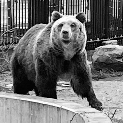 短歌(かりん、sakatagen0730🐻https://t.co/mKPxZ1XDhv) /第44回かりん賞/熊本、神戸、鎌倉、武蔵野で育ち、現在東京で会社員をしています。