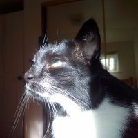 Gebnut 🪷🇺🇦 (@calicatwwoman) 's Twitter Profile