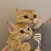 _Scarlett🐱 (@__scar01) Twitter profile photo _Scarlett🐱 (@__scar01) Twitter profile photo
