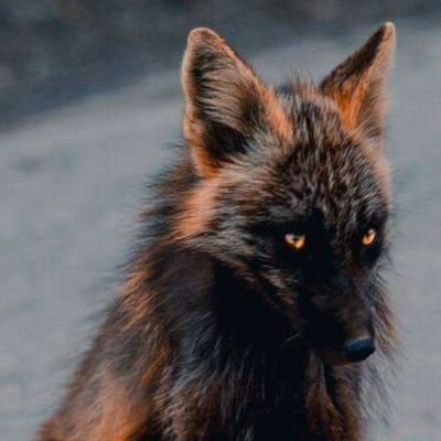 Ilanah_mrfox's profile picture. an honorable thieff