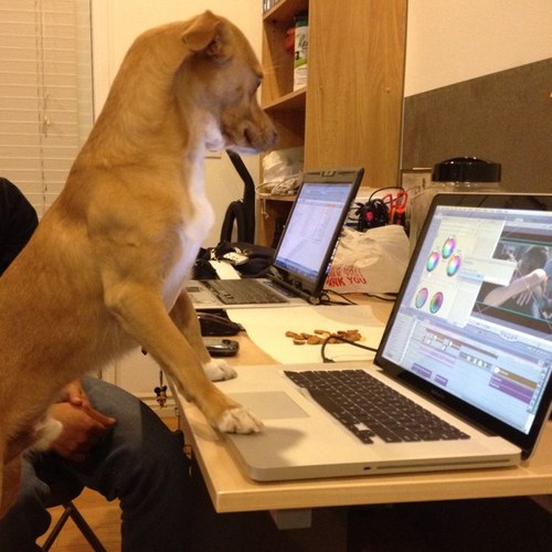 JKBrownGuy's profile picture. woof