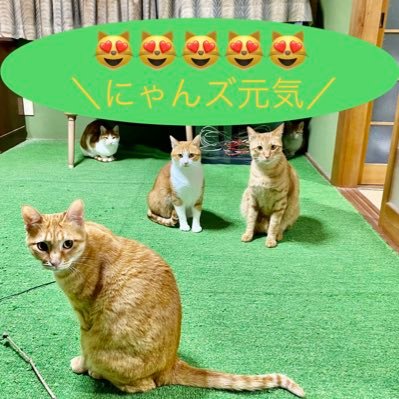 JOE_WILL_SUGAR_'s profile picture. ෴🐟🐟 ｼﾞｮｰです☺️ 昔関東と関西のｱﾆｸﾗ行ってました(´◡͐`) RT多めなので必要であれば『設定→リツイートは表示しない』と設定してください宜しくお願いします🙇‍♂️ 🐟🐟෴