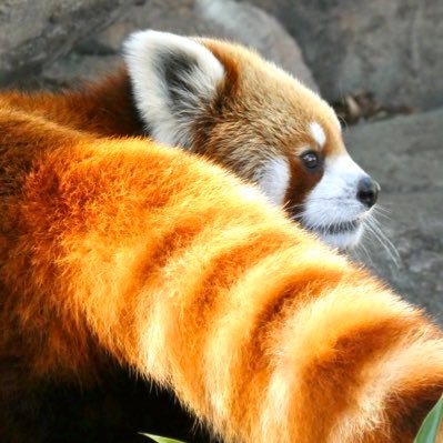 レッサーパンダ大好き🐻王子動物園のジャズくん推し⭐️その他動物園のレサパンさんと風景写真。◉無断転載禁止!◉時系列はバラバラです。