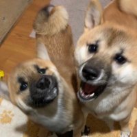 oimo_0141 (@keruchanoimo) 's Twitter Profile