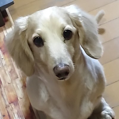 ✨✨🐕✨✨〜リニューアル垢からのリアールの私はチャントしてます？よ！全国区のFr企業から2023関東統括独立⚜👔⚜本拠地は関西です〜Hi around forty age 47🍻〜ワンちゃん好き🐶スポーツ好き🏇⚾️⚽⛳️格闘技好き🥊ブレイキングダウン？は！近年は！ブレイクタイム中です🥋