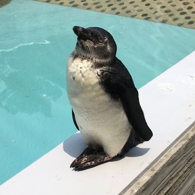 malla7299636's profile picture. ｼﾞｭｴﾘｰ plpl好きの雑垢💎🍰📺👗