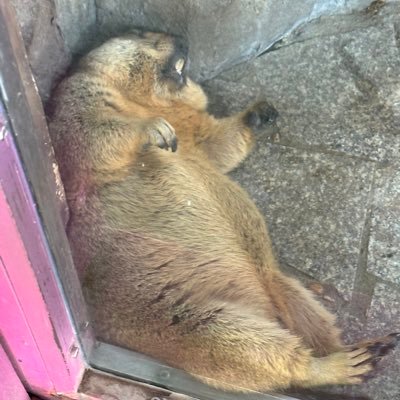 dm18sh's profile picture. 30代上海駐在員。上海5年目。ROM専でしたが、アウトプットの練習で始めました