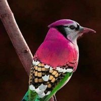 Animal's world (@shahidrafaqat5) 's Twitter Profile Photo Animal's world (@shahidrafaqat5) 's Twitter Profile Photo