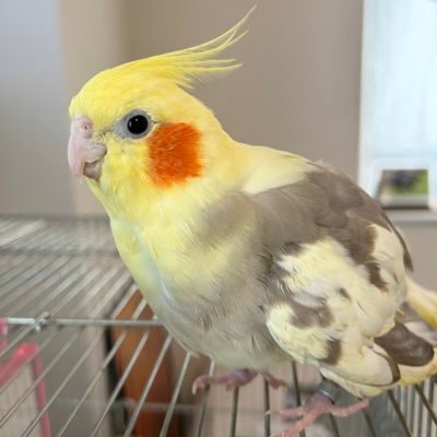 soiree1215's profile picture. 競馬とお酒と鳥さんとフジロックが好き。馬はメイショウベルーガっ仔、ダイナカール一族、騎手は石川裕紀人騎手を応援。音楽はZAZEN BOYS/Number Girl/Fishmans/スピッツなど。アイコンのオカメインコは愛鳥の姫さん2006.6.12-2023.12.9🐥🌈 ※写真の無断転載禁止※競馬予想興味ナシ