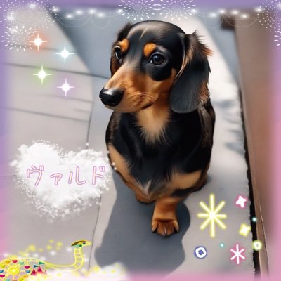 先代犬セピアとノエルとお別れをして時々ペットロスになる😭2021.12.4日生まれのミニチュアダックス（♂）を家族に迎えました☺️ヴァルドと申します🐶