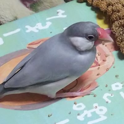 zXHtI7RPsZKaNGb's profile picture. 文鳥が大好き🕊動物🐶植物❀自然が好き🌳文鳥たちと穏やかな日々。文鳥の本や絵本を集めるのが好き🐦美輪明宏さん、瀬戸内寂聴さん推し。ドラマも好き。ドラマは野木亜紀子さんの『アンナチュラル』が１番好き、人生のバイブル✨、中堂系が理想の人😘ドラマの音楽では得田真裕さんが好きです。