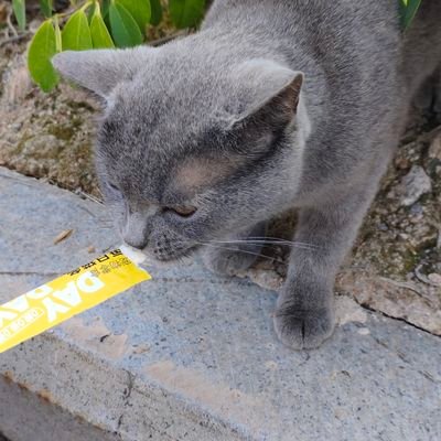 chiyingkong's profile picture. 