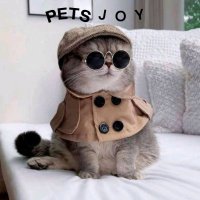 PetJoy(@PetPetjoy) 's Twitter Profile Photo