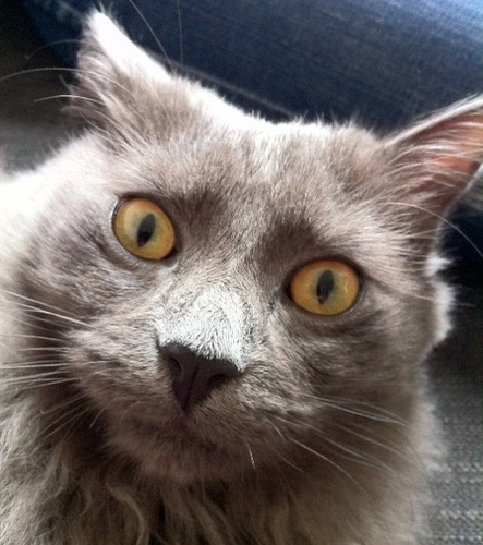 SalmonBurger1's profile picture. 