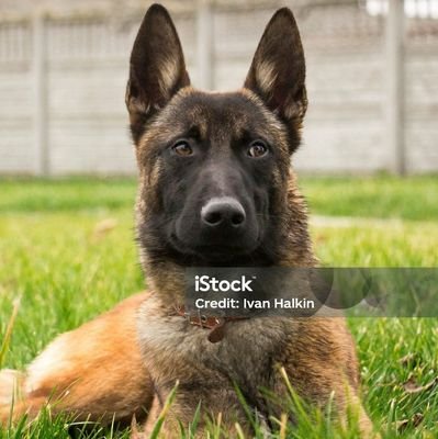 corumlusato's profile picture. 