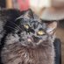 Nyumie Zoomie (@dragoncatpaw) Twitter profile photo Nyumie Zoomie (@dragoncatpaw) Twitter profile photo
