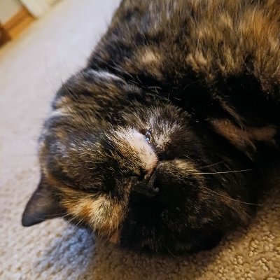 sleepiest tortie