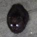 掞ðžé¡ãäºã²ãšã€ã ãððŠâšMai-Kðâšð¶ðð (@makurams29) Twitter profile photo 掞ðžé¡ãäºã²ãšã€ã ãððŠâšMai-Kðâšð¶ðð (@makurams29) Twitter profile photo