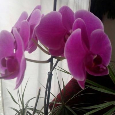 filizaka9's profile picture. 